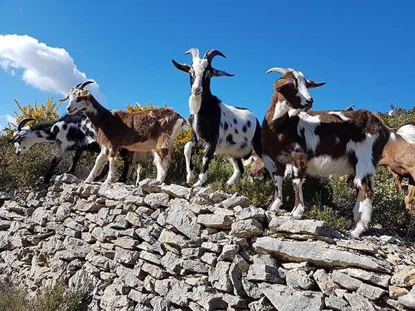 Répétitions Zou Maï Barouf au milieu des chèvres